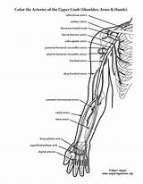 Upper Coloring Arteries Limb Arm Anatomy Pages Shoulder Hand Pdf Human Book Body Labeling Printable Sheets Advanced Physiology Kids Exploringnature sketch template