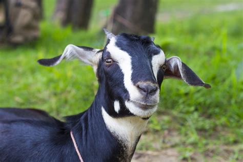 govt  start largescale breeding  black bengal goat  statesman