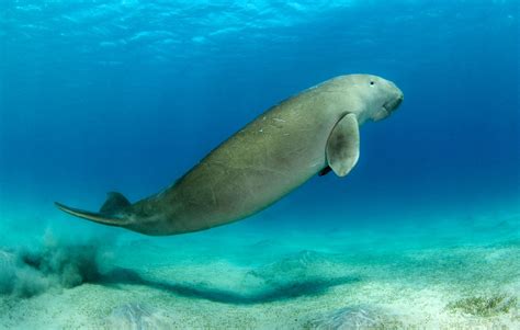dugong diet size habitat facts britannica