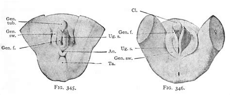 file bailey345 346 embryology