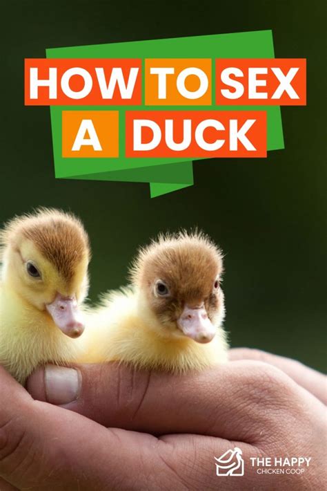 how to sex a duck
