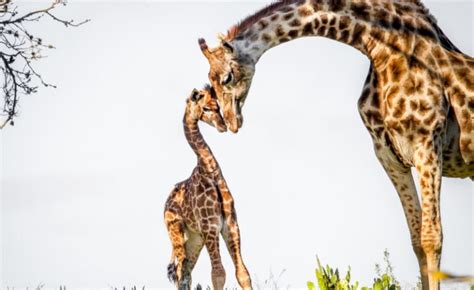 ‘strange’ Giraffoid Fossil Shows Giraffes Evolved Long Necks To Win