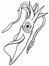 Squid Calamaro Tintenfisch Ausmalbilder Manatee Molluschi Malvorlagen Template sketch template