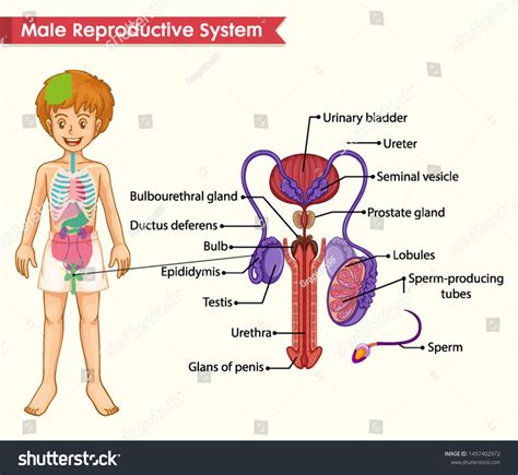 scientific medical illustration male reproductive system stock vector