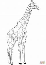 Giraffe Supercoloring Giraffa Colorare Disegni Printable Background Lives sketch template