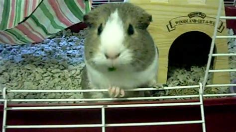 dumpertnl hamster eet komkommerschil