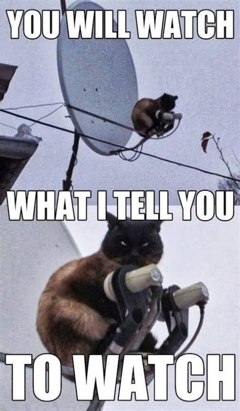 25 Funny Cat Memes