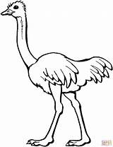 Ostrich Coloring Drawing Kids Pages Clipart Silhouettes sketch template