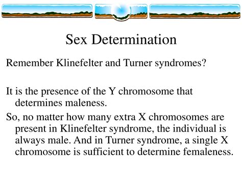 Ppt Sex Determination Powerpoint Presentation Free Download Id 9507646