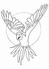 Macaw Coloring Pages Books sketch template