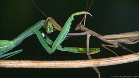 Femme Fatale Mantis Deceives Males For Snacking Risking