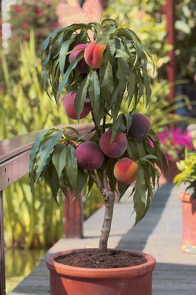 dwarf fruit trees    smaller space   garden  lawn cape