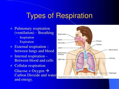 Respiration Definition And Types Hot Sex Picture