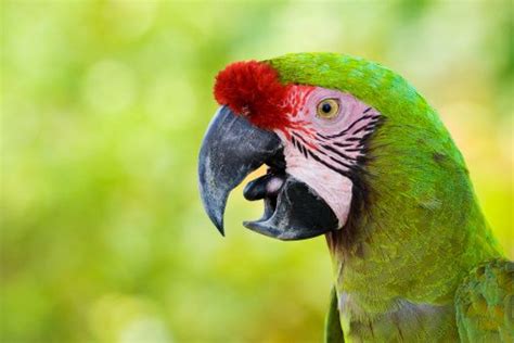 large green macaw parrot macaw parrot macaw parrot
