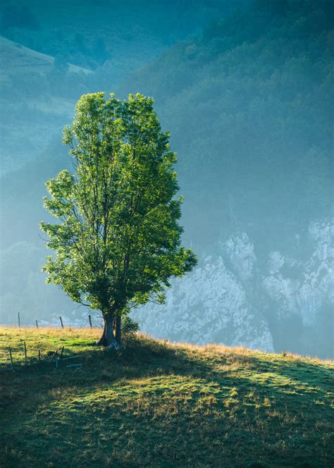 stock photo  contre jour leaves lens flare