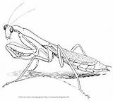 Mantis Praying Coloring Drawing Mantodea Designlooter Crayon Palace Insects Description Drawings Getdrawings 35kb sketch template