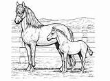 Horses Animal sketch template