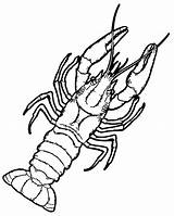 Coloring Lobster Pages Crawdad Crayfish Red Drawing Sketch Template Coloringbay sketch template