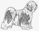 Terrier Tibetan sketch template