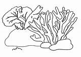 Corals Coloring Pages Print Coloringway sketch template