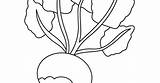 Turnip sketch template