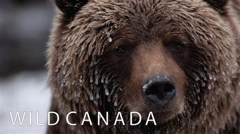 wild canada coming to cbc docs youtube