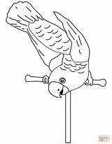 Coloring Parrot Pages Perch Printable Acrobatic sketch template