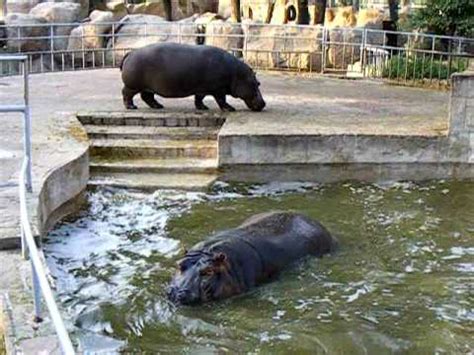 nijpaarden dierentuin barcelona youtube