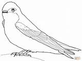 Swallow Tree Coloring Pages Supercoloring Template sketch template