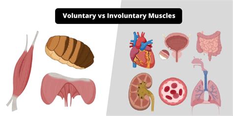 differences  voluntary muscles  involuntary muscles voluntary  involuntary muscles