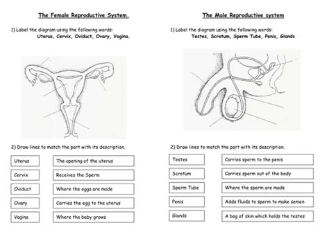 sex organs male and female sex organs structure key words etc