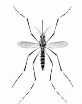 Mosquito Coloring Pages Print Printable Realistic Kids Coloringbay Color Bestcoloringpagesforkids Choose Board sketch template