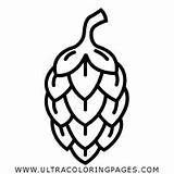 Hops Ultracoloringpages Hop Cone Lupulo Lupulus sketch template