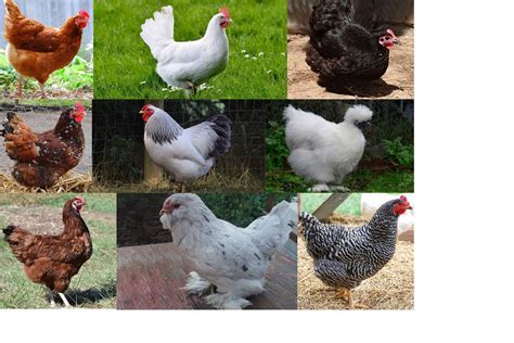 Top 9 Best Laying Chickens That You Ll Get More Eggs