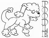Poodle Coloring Pages sketch template
