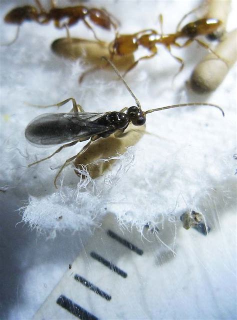 termite queen termite drone