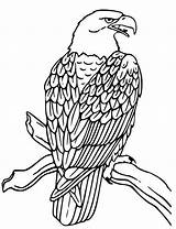 Adler Malvorlage Gratis sketch template