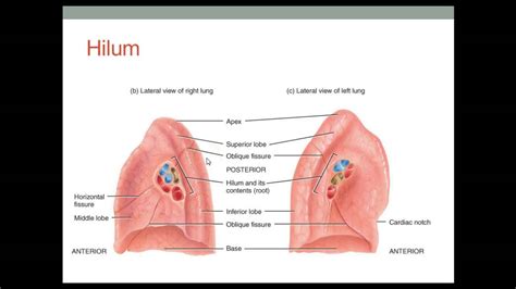 Hilum Definition Anatomy Anatomy Diagram Source
