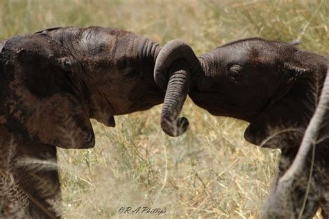 Three Facts You Didn T Know About Elephant Trunks Africa Geographic