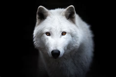 white wolf image