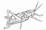 Coloring Pages Grasshopper Printable Kids Clipart Popular Library Books Line sketch template