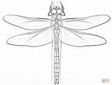 Coloring Dragonfly Pages Emperor Supercoloring Drawing sketch template