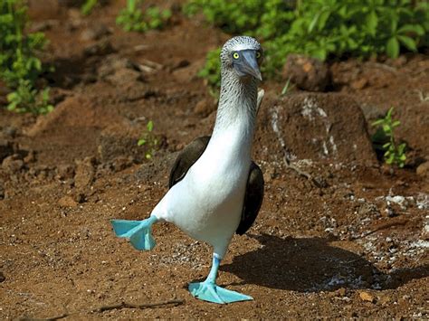 Swiftonsecurity On Twitter When U Find Out Ur A Blue Footed Booby