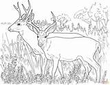Deer Coloring Pages Tailed Deers Mule Print Printable Supercoloring Two Whitetail Animals Clipart Bucks Sheets Adult Tail Animal Gif Drawing sketch template