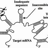 Ribozyme Inactivation Mrna Binding Require Comprehension sketch template