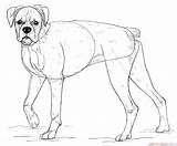 Boxer Dog Draw Drawing Step Coloring Line Tutorials Pitbull Getdrawings Animals Corgi Adults sketch template