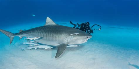 tiger shark galeocerdo cuvier pictorial  world  animals
