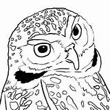 Owl Coloring Pages Burrowing Drawing Them Getdrawings Center sketch template