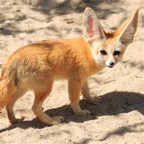 tulsa zoo fennec fox