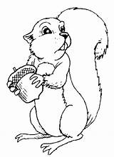 Squirrel Cartoon Coloring Library Clipart sketch template